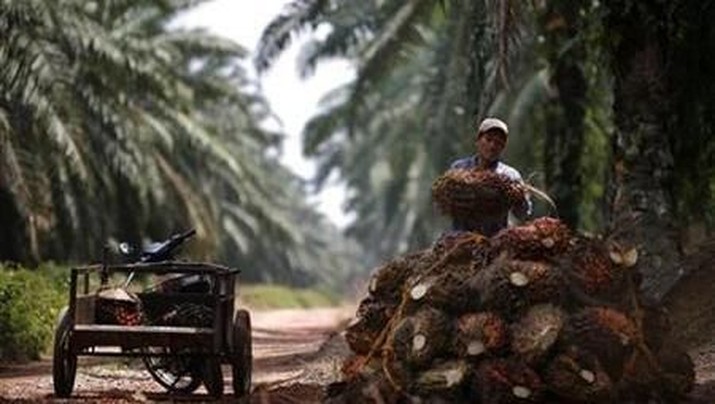 A worker unloads oil palms at a plantation outside Kuala Lumpur January 29, 2007. REUTERS/Bazuki Muhammad