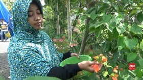 VIDEO: Menyeduh Teh dari Bunga Bougenville