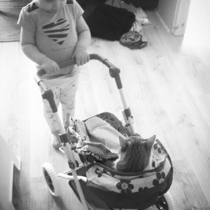 <p>Hmm, enak banget nih si kucing didorong-dorong pakai kereta bayi. Ceritanya, si manis jadi bayi, dan si kecil jadi ibu. Hi-hi-hi. (Foto: Instagram @beata.wereda)</p>