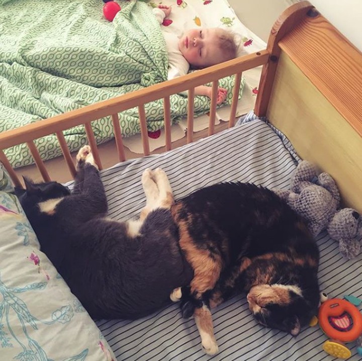 <p>Harap maklum, kucing memang mencari tempat yang paling nyaman untuk beristirahat. Jadinya gini deh, tempat tidur si kecil dikuasai kucingnya. (Foto: Instagram @ieva_salda)</p>
