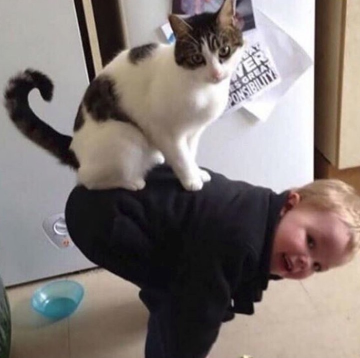 <p>Hap! Si Kucing naik ke atas si kecil. (Foto: Instagram @hayvanseverbirzat)</p>