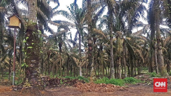 Evaluasi izin pelepasan kawasan hutan 2,5 juta hektare dilakukan sesuai Instruksi Presiden Joko Widodo tentang penundaan dan evaluasi perizinan kelapa sawit.