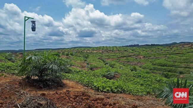 3,3 Juta Ha Tanah Kalimantan Dikuasai 25 Konglomerat Sawit Organisasi independen Tuk Indonesia menyebut tanah kosong (landbank) seluas 3,3 juta hektare (ha) di Kalimantan dikuasai oleh 25 konglomerat kelapa sawit.