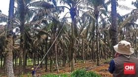 Luhut: Dana Replanting Sawit Dari China Bukan Utang