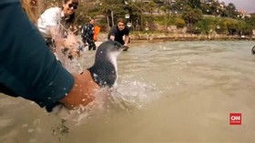VIDEO: Sembuh dari Cedera, Lima Penguin Dilepas ke Alam Bebas