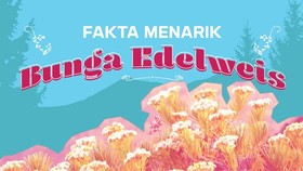INFOGRAFIS: Fakta Menarik Bunga Edelweis