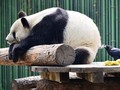 Alasan Ada Panda China di Banyak Kebun Binatang Dunia