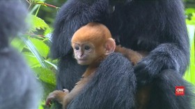VIDEO: Monyet Daun yang Terancam Punah Melahirkan 3 Anak