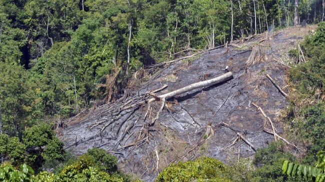Klhk Klaim Penebangan Hutan Berkurang Walhi Sindir Industri