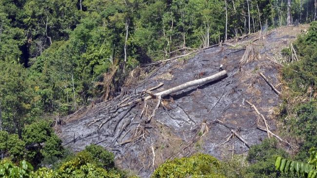 Hari Bumi : Jerit Isi Rimba Raya Seorang warga berada di kawasan hutan yang baru dibakar untuk pembukaan lahan baru, di Sei Pisang, Bungus, Padang, Sumatera Barat, Senin (19/3). Pembabatan kawasan hutan di daerah itu dilakukan warga untuk membuka lahan baru serta memanfaatkan kayu hasil penebangan. ANTARA FOTO/Iggoy el Fitra/foc/18.
