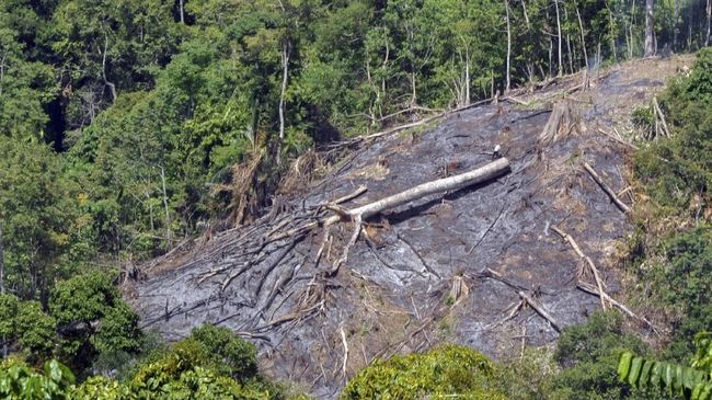 Pembukaan wilayah hutan May 12 2014 Pembukaan Wilayah Hutan PWH Pembukaan wilayah hutan merupakan kegiatan yang merencanakan dan membuat sarana dan prasarana yang diperlukan dalam rangka mengeluarkan kayu.