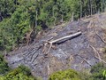 KLHK Klaim Penebangan Hutan Berkurang, Walhi Sindir Industri