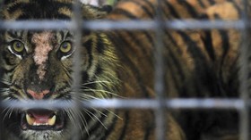 Dikira Sudah Punah, Harimau Hitam Langka Terlihat di India