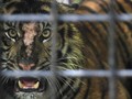 Alih Fungsi Hutan Lindung Picu Harimau Masuk Permukiman