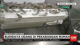 Budidaya Udang di Pekarangan Rumah