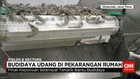 Budidaya Udang di Pekarangan Rumah