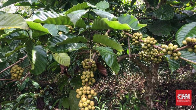 Untuk merasakan sensasi berlibur serba kopi, beberapa lokasi di penjuru dunia menawarkan ragam wisata kopi yang sayang untuk dilewatkan.