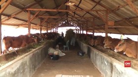 VIDEO: Jelang Puasa, 40 Ribu Ton Daging Sapi Impor Masuk RI