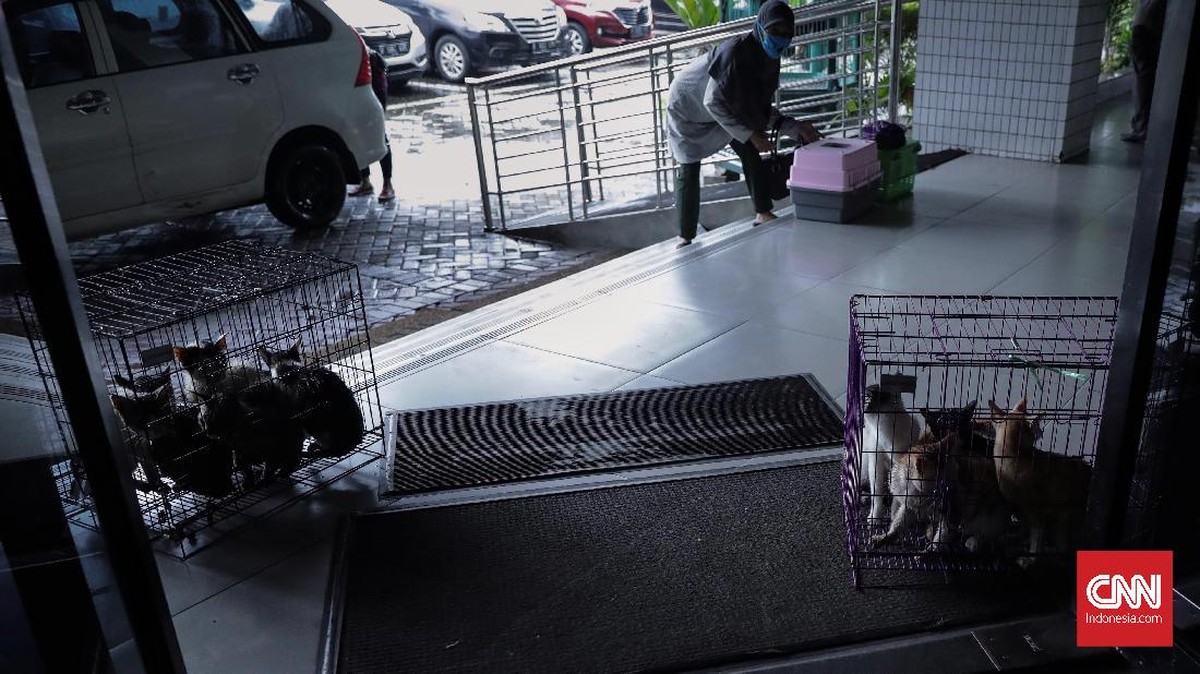 FOTO: Tekan Populasi, 90 Ekor Kucing Disterilisasi