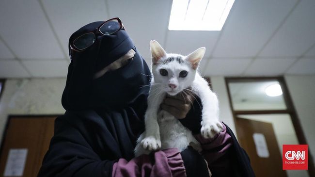 Kecintaan Elfi pada kucing tak membuatnya patah arang meski apa yang harus dilaluinya bukan hal mudah.