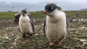 Koloni Baru Penguin Kaisar Ditemukan Lewat Jejak Kotoran