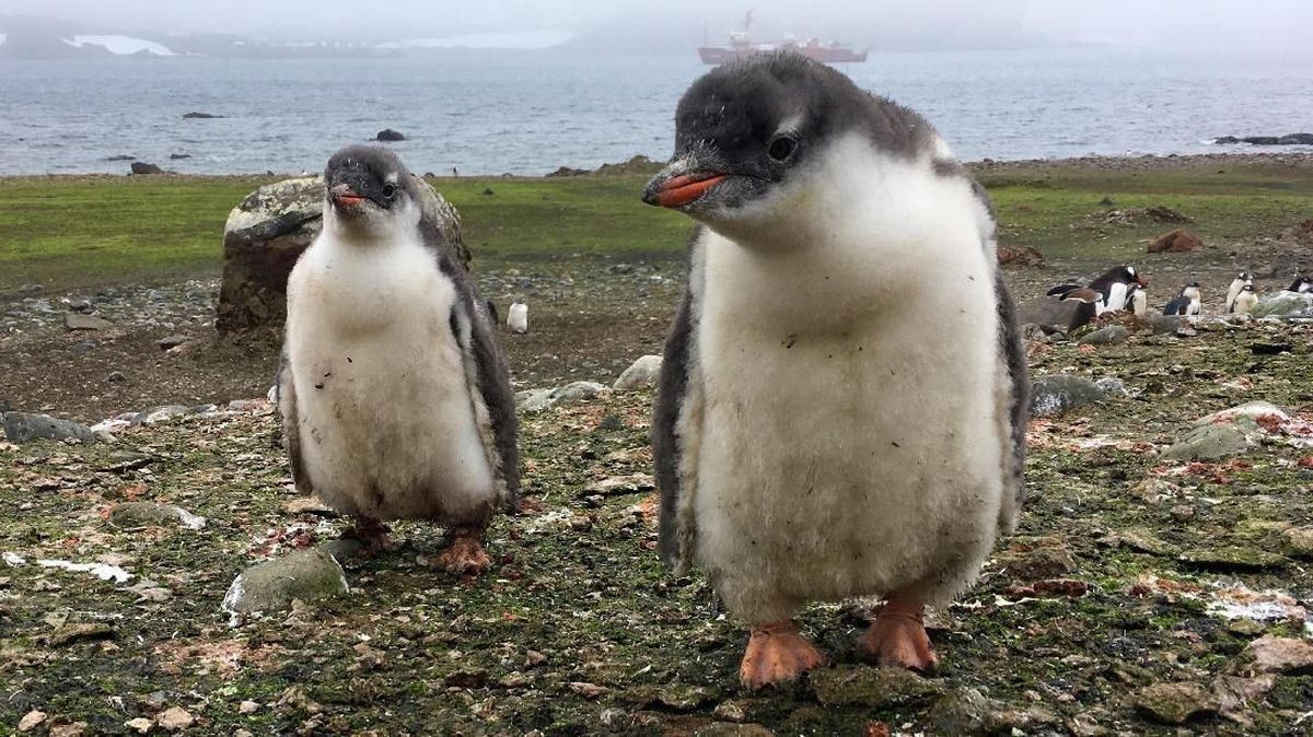 Ramai-ramai Desak 15 Penguin Dilepas dari Wisata Aquarium, Ada Apa?