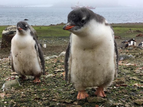 Ramai-ramai Desak 15 Penguin Dilepas dari Wisata Aquarium, Ada Apa?