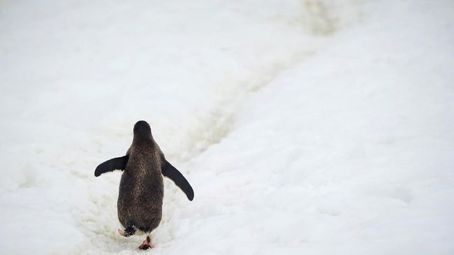 Antartika semakin ramai didatangi turis yang ingin berwisata alam. Namun banyak dari mereka yang menularkan penyakit kepada kawanan penguin.