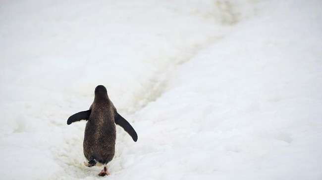 FOTO: Penguin, Burung Bertuksedo yang Setia