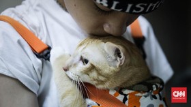 FOTO: Tekan Populasi, 90 Ekor Kucing Disterilisasi