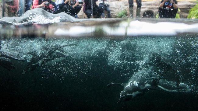 Kebun Binatang di Jepang Berduka, 4 Penguin Mati Akibat Malaria
