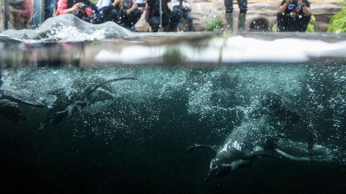 Kebun Binatang di Jepang Berduka, 4 Penguin Mati Akibat Malaria