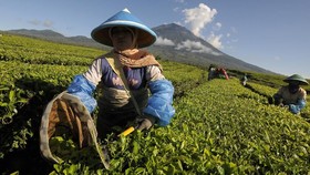 PTPN IX Digugat Rp13,31 M oleh Empower Indonesia Resources