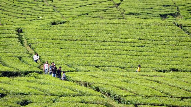 Bukan cuma di Indonesia, ada beragam perkebunan teh yang juga dibuka sebagai destinasi wisata di penjuru dunia.