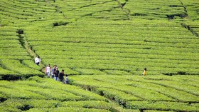 Destinasi Wisata Kebun Teh di Penjuru Dunia