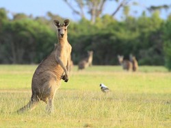 Pengumuman, Australia Perpanjang Visa Kunjungan untuk ASEAN