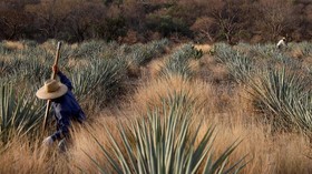 FOTO: Menyingkap Proses Pembuatan Tequila di Meksiko
