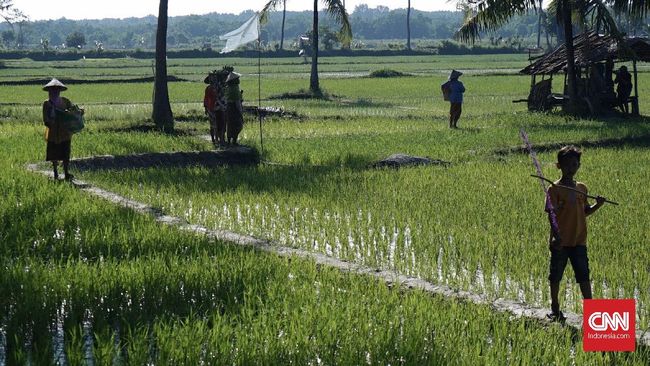 Perbaiki Metode Produksi Beras, Kementan Tak Dilibatkan