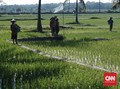 Perbaiki Metode Produksi Beras, Kementan Tak Dilibatkan