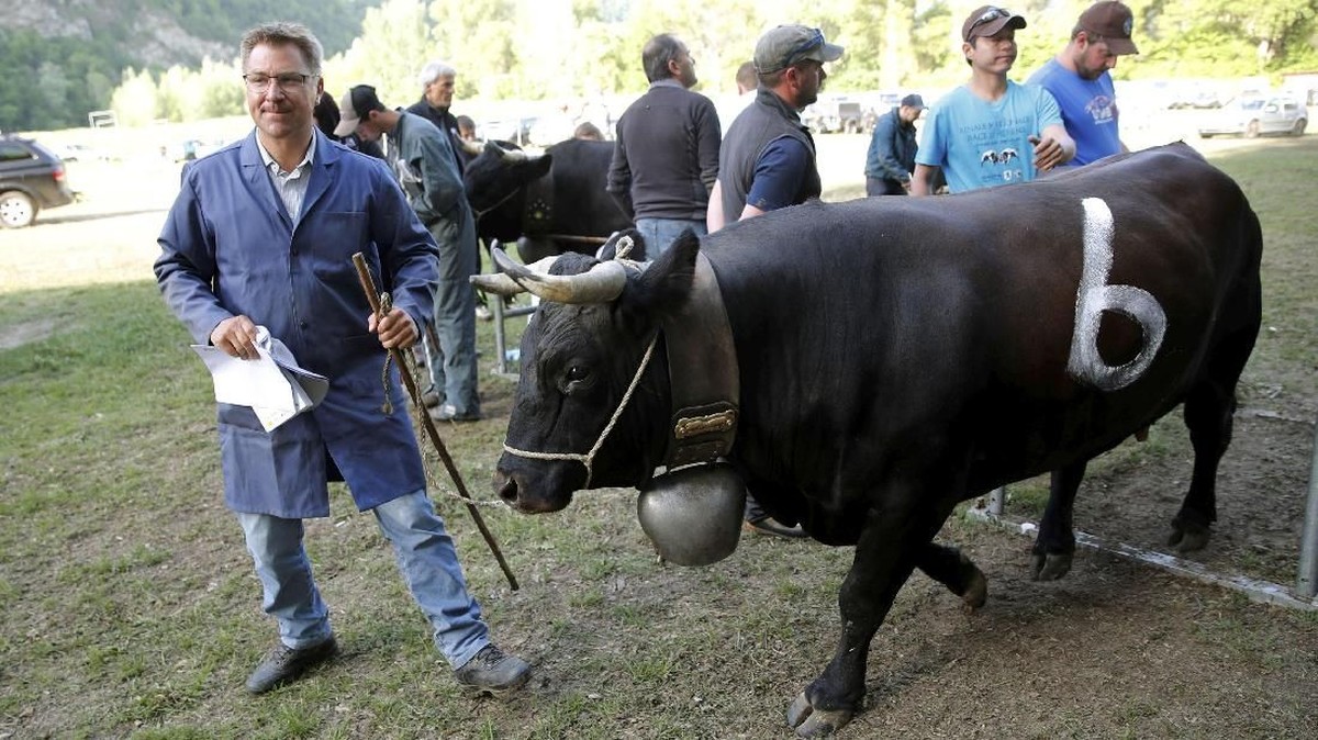 FOTO: Sapi-sapi Beradu Tanduk demi Daerah Kekuasaan