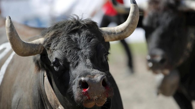 FOTO: Sapi-sapi Beradu Tanduk demi Daerah Kekuasaan