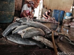 Ikan Hiu Berpotensi Mengandung Toksin, Halal atau Haram Dikonsumsi?