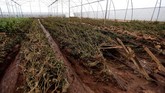 FOTO: Dampak Mematikan Tanggul Jebol di Kenya Puluhan orang tewas akibat insiden tanggul jebol di sebuah kebun bunga komersial di Kenya. Banjir menyapu dua desa dan menewaskan setidaknya 47 orang.