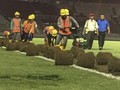 Jelang Asian Games 2018, Rumput SUGBK Dipindahkan