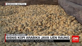 Bisnis Kopi Arabika Java Ijen Raung