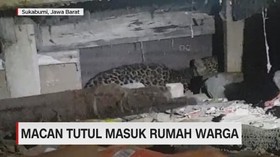 Heboh Macan Tutul Masuk Rumah Warga