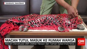 Macan Tutul Masuk ke Rumah Warga