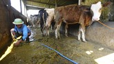 Foto : Membangun Desa Mandiri Energi Gas dari Kotoran Sapi Desa Urutsewu, Ampel, Boyolali menjadi desa mandiri energi gas yang dibangun dari tumpukan kotoran sapi yang dikembangkan menjadi energi biogas.