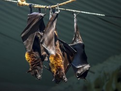 Virus Corona Kemungkinan Besar Berasal dari Kelelawar Asia