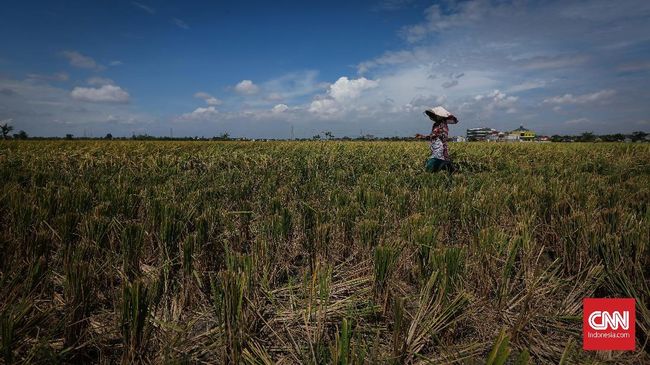 Daya Beli Petani Naik 0,59 Persen per September